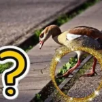 How Many Legs Do Ducks Have