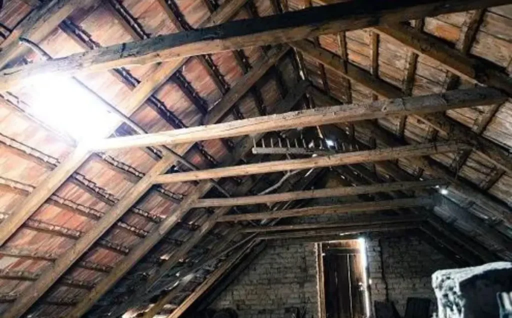 How to Safely and Effectively Remove Birds from Your Attic