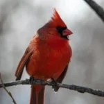 North Carolina State Bird: The Majestic Cardinal