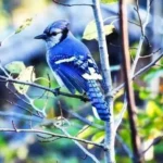 Birds of Pennsylvania