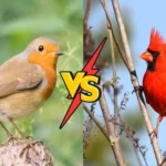 Robin VS Cardinal