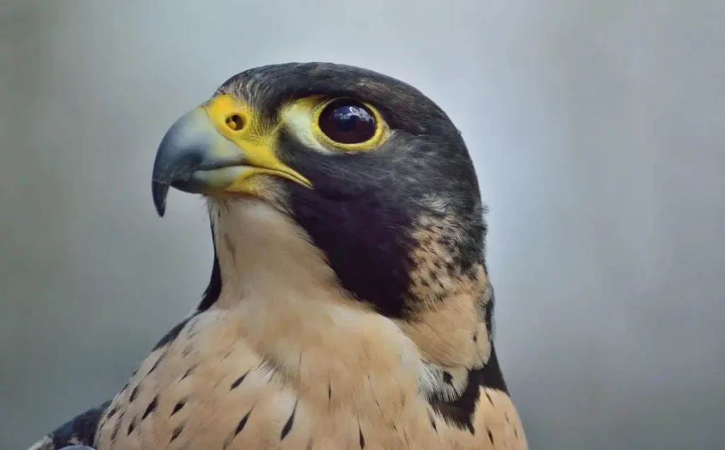 The 4 Falcons Found In California