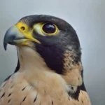 The 4 Falcons Found In California