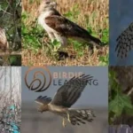 The 6 Hawks of South Carolina