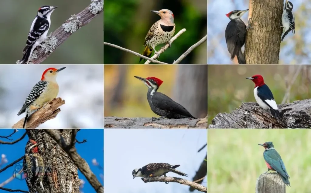 The 9 Woodpeckers Of Virginia