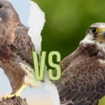 Falcons vs Hawks: How to Tell the Difference.