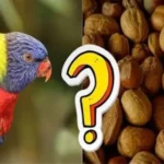 The Do’s and Don’ts: Can Parrots Safely Consume Almonds?