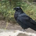 Can Crows Talk Like Parrots? Uncovering The Language of Crows