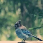 The Myth Of The Blue Cardinal