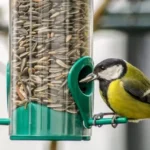 The Simple Guide to Birds and Sunflower Seeds