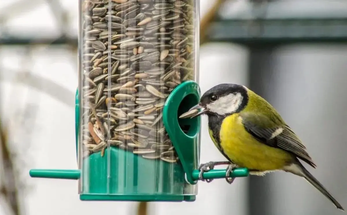 The Simple Guide to Birds and Sunflower Seeds