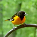 The Vibrant Baltimore Oriole Maryland’s State Bird