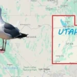 Utah’s State Bird: The California Gull