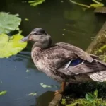 Why Do Ducks Bob Their Heads? An In-Depth Look into a Fascinating Behavior