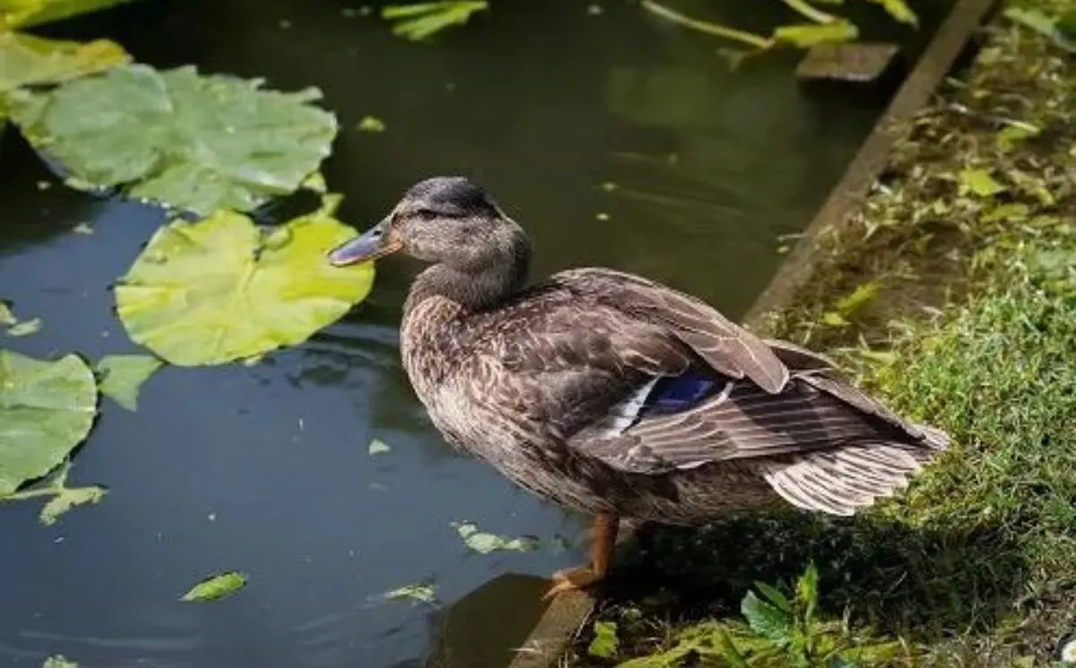 Why Do Ducks Bob Their Heads? An In-Depth Look into a Fascinating Behavior
