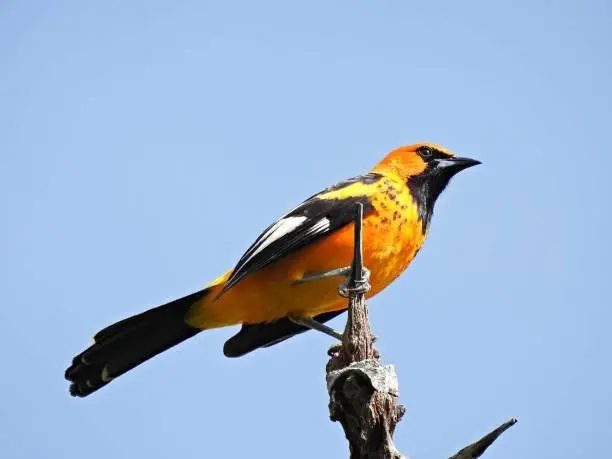 Birds with Orange Chests