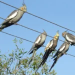 Cockatiel birds